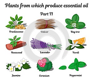 Plants from which produce essential oils. Part 2