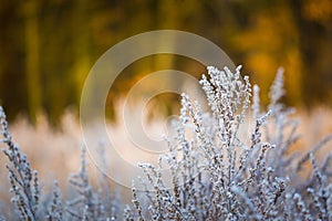 Plants with white rime