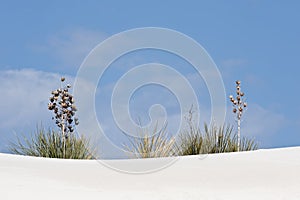 Plants on white sand