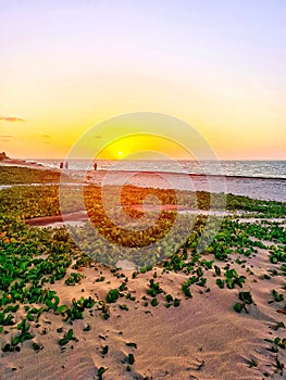 Plants on white sandy beach sunset