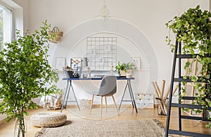 Plants in white spacious home office interior with pouf on carpet near grey chair at desk. Real photo