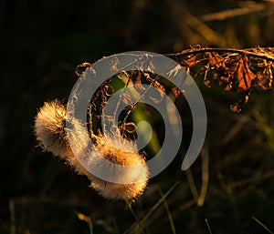 Plants in the wild lit by the sun