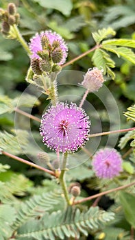 Mimosa pudica flowers sprout wildly on the street in the morning photo