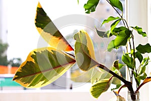 Plants on a windowsill