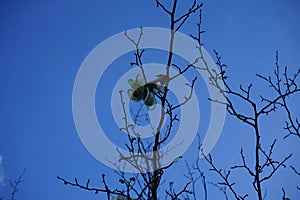 A pacifier tree is used to make it easier for a toddler to be weaned from the pacifier. Wuhlheide, 12459 Berlin, Germany