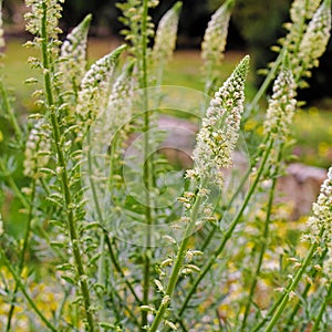 Plants withsmall white flowers.