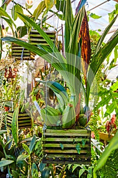 Plants in wood hanging planters of greenhouse