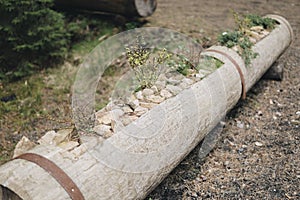 plants in woodden pots