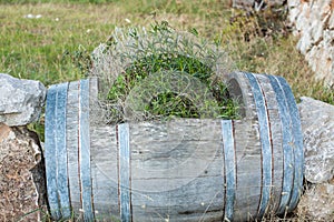 Plants in a wooden barrel