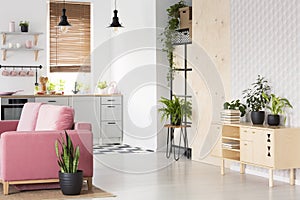 Plants on wooden cupboard in white flat interior with pink sofa next to kitchenette. Real photo