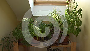 Plants on wooden shelf