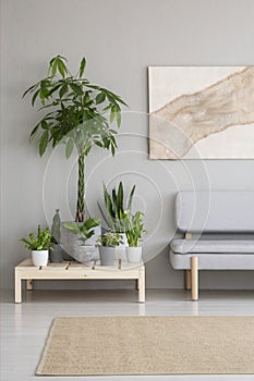 Plants on wooden table next to grey sofa in scandi living room i