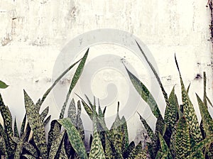 Plants wth old wall background classic tone color