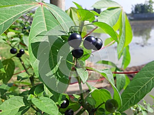 plants in the yard add to the beauty and coolness