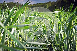 plants of young wheat only discarded spikelets