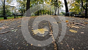 Planty Park, gardens that surround the entire Old Town of Krakow. Beautiful ancient trees surrounded by fallen leaves. in fall