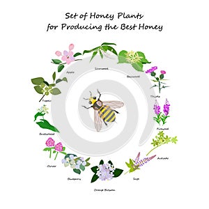 Planty set for produsing the best honey