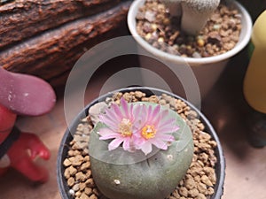 Plantâ€‹ andâ€‹ cactus