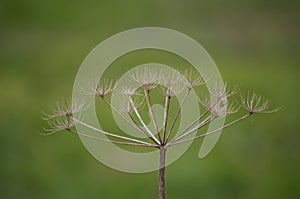 A Planze Scherf sheaf