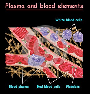 Plasma of blood and white blood cells, red blood cells, platelets. Plasma isolated on black. Different elements of huma