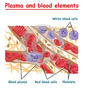 Plasma of blood and white blood cells, red blood cells, platelets. Plasma isolated vector info graphic. Different elements of huma photo