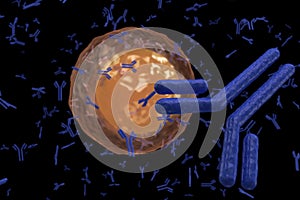 Plasma cell B lymphocyte producing antibodies