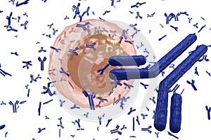 Plasma cell B lymphocyte producing antibodies