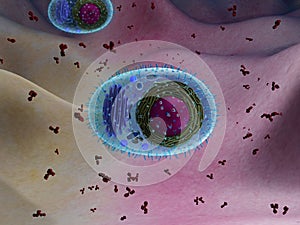 Plasma cell secreting antibodies