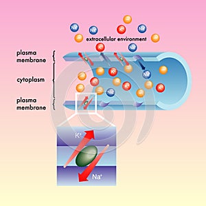 Plasma membrane