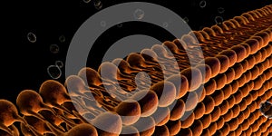 Plasma Membrane Of A Cell