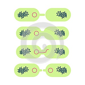 Plasmid in bacterial cell.