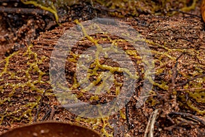 Plasmid of  the Many Headed Slime spread on a root of a tree