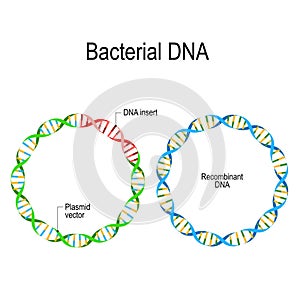 Plasmid and Recombinant Bacterial DNA. photo