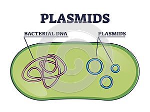 Plasmids with cells extrachromosomal DNA molecule structure outline diagram photo