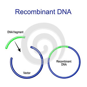 Plasmids and Recombinant DNA photo