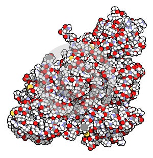 Plasminogen plasmin precursor protein. Plasmin is an enzyme responsible for the breakdown of fibrin fibrinolysis.