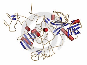 Plasminogen plasmin precursor protein. Plasmin is an enzyme responsible for the breakdown of fibrin fibrinolysis. 3D rendering,.