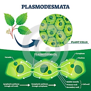 Plasmodesmata plant cells diagram, vector illustration