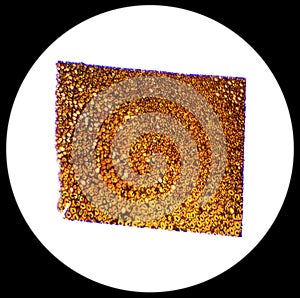 Plasmodesmata slice under the microscope, (Plasmodesma Sec.) photo