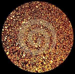 Plasmodesmata slice under the microscope, (Plasmodesma Sec.) photo
