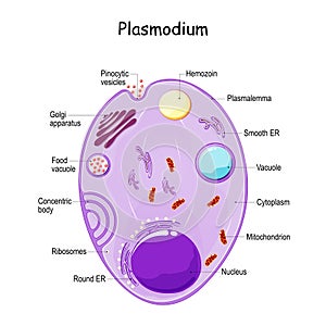 Plasmodium anatomy. Structure of unicellular parasite. malaria photo