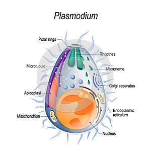 Diagram of Plasmodium merozoites structure. photo