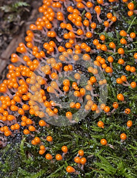 Plasmodium orange. Microscopic mushroom.Trichia decipiens