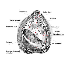 Plasmodium structure hand drawn vector