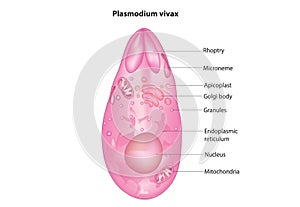 Plasmodium vivax