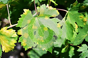 Plasmopara viticola, the causal agent of grapevine downy mildew