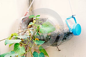 Plasstic bottles water DIY for planting vegetables plant