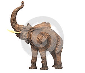 Plaster sculpture elephant
