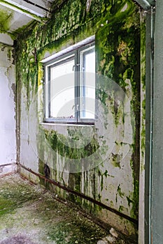 Plastered damp wall covered with green mold