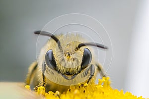 Plasterer Bee Facing Camera on Oxeye Daisy